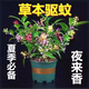 夜來(lái)香盆栽花樹(shù)苗老樁室內(nèi)室外驅(qū)蚊驅(qū)蟲(chóng)花卉植物鮮花四季開(kāi)花易活 驅(qū)蚊蟲(chóng)/精品5年苗一盆【驅(qū)蚊80米】