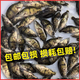 桂花魚苗鱖魚苗翹嘴魚苗斑桂魚肉食性魚苗加州鱸魚苗鱸魚苗小魚苗 鱖魚苗 5條 4-5厘米