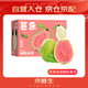 京鮮生 紅心珍珠芭樂 番石榴 凈重3斤 單果150g+ 生鮮水果水果禮盒
