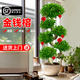 OEMG金錢榕大盆栽室內(nèi)招財搖錢樹客廳辦公室金錢樹大型盆景發(fā)財樹四季 龍形搖錢樹-0.6-0.8m【鉆石樹脂盆】 【招財進寶+旺宅送禮】 送精美掛飾一套