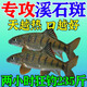 谷道香溪石斑專(zhuān)用餌料溪流餌免洗面筋餌料馬口路亞野釣濃腥魚(yú)餌誘魚(yú)劑 單包裝【狂釣石斑魚(yú)】