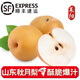 褚蘋(píng)果【精選】山東秋月梨 萊陽(yáng)現摘冰糖梨子整箱 時(shí)令新鮮水果禮盒生鮮 5斤中大果嘗鮮裝【7-9枚】