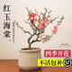 海棠花盆栽四季開(kāi)花紅玉海棠樹(shù)苗老樁盆景花卉植物室內花綠植真花 (6年老樁)精品紅玉海棠花不含盆
