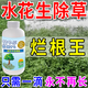 水花生專(zhuān)用空心蓮子強力除雜草一掃光水花生克星爛根不傷苗正品 買(mǎi)3送2【5瓶】水花生連根除