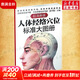【新華正版】人體經(jīng)絡(luò )穴位標準大圖冊 超清晰 人體經(jīng)絡(luò )穴位圖解書(shū)人體穴位圖解大全 中醫按摩經(jīng)絡(luò )穴位書(shū)籍 經(jīng)絡(luò )穴位按摩大全養生書(shū)正版 人體經(jīng)絡(luò )穴位標準大圖冊 國家名老中醫吳中朝