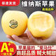 正宗山東維納斯黃金蘋(píng)果5斤新鮮當季水果奶油富士蘋(píng)果冰糖心脆甜R 4.5斤【優(yōu)選裝】 【大果】