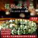 蔻詩(shī)哲 COASZE天然綠發(fā)晶手串收藏級(jí)水晶手鏈男女同款轉(zhuǎn)運(yùn)珠七夕情人節(jié)生日禮物 【收藏級(jí)綠發(fā)晶】10mm