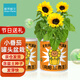 植男植女向日葵罐頭盆栽 幼兒園兒童種植小綠植種子觀(guān)察diy室內送人禮物