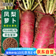 花沃里鳳梨蘿卜種子約100粒/袋 蔬菜種子水果蘿卜秋冬季大白菜籽紅蘿卜