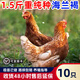 二斤重海蘭褐雞活苗半大產(chǎn)蛋王下蛋雞苗高產(chǎn)青年母雞散養土雞苗 1.2-1.5斤海蘭褐  10只【2公8母】