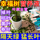 八個(gè)老頭幸福樹(shù)專(zhuān)用營(yíng)養液肥料干枯悶根光澤不發(fā)黃室內發(fā)財樹(shù)掉葉子怎么辦 【單瓶裝】