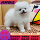 純種博美幼犬寵物狗狗長(cháng)不大俊介小型犬活體博美可愛(ài)家庭寵物狗 寵物級 母
