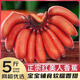 裕農(nóng)叔紅美人香蕉紫紅皮蕉禁止蕉綠時令寶寶輔食孕婦水果軟糯香甜整箱 3斤裝（凈果2.5-3斤）