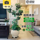 花兮繪造型鴨腳木客廳大盆栽鴨掌木鵝掌柴室內落地式大型四季常青綠植物 【造型鴨腳木】150-170cm+膠盆
