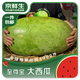 京鮮生 至尊寶大西瓜水果 1粒裝 凈重100-110斤 新鮮水果 源頭直發(fā)