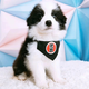 純種寵物狗狗邊境牧羊犬幼犬幼崽寵物狗邊牧犬 寵物級 D 母