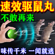 戶(hù)凈驅鼠丸老鼠一窩端老鼠藥三步到一聞就死驅鼠神器家庭滅鼠汽車(chē)防鼠 1盒【4?！? title=