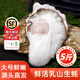 百鮮洽乳山生蠔鮮活特大牡蠣帶殼生吃海蠣子新鮮海鮮水產(chǎn)貝類(lèi)聚會(huì )燒烤 【超大號】5XL帶箱5斤(約8-10只)