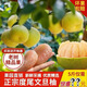 【現買(mǎi)現摘】正宗仙游度尾文旦柚老樹(shù)紅心柚當季孕婦新鮮水果柚子 試吃2個(gè)裝：?jiǎn)喂?.8-1斤【老樹(shù)小果】 優(yōu)選老樹(shù)柚【網(wǎng)袋裝】果園直發(fā)
