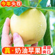 山煙臺(tái)奶油富士蘋果水果 牛奶蘋果黃金富士蘋果新鮮現(xiàn)摘水果 4.5斤 【凈重4斤】 75mm++