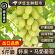 果益壽【順豐】懷來馬奶葡萄張家口宣化白馬奶提子玫瑰香葡萄美人指葡萄 馬奶葡萄5斤