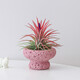 喜鵲說(shuō)空氣鳳梨辦公室桌面綠植室內小盆栽植物好養四季懶人情緒穩定花卉 紅精靈-粉火山飛碟盆 含盆