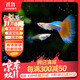 百綸木千火燒云孔雀魚(yú)小魚(yú)熱帶魚(yú)缸觀(guān)賞魚(yú)耐活魚(yú)好養繁殖快淡水魚(yú) 霞翎流影【火燒云】2.5-4cm3只