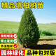 瑯闕塔柏樹(shù)苗帶土松柏耐寒四季常青塔松園林工程綠化1.8m以上源頭直發(fā)