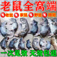 老鼠藥強(qiáng)效三步到一聞就死一窩端正宗特效家用室外死耗子藥滅鼠藥 1袋【小鼠使用】