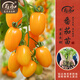 壽禾 蔬菜苗活苗帶土發(fā)貨大全菜苗種苗秋冬各種秧苗山東壽光苗子陽臺(tái) [金玲瓏]黃圣女果苗 6棵