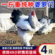 二斤重黑白色婆羅門雞活苗純種巨型進口大體梵天雞脫溫幼雞大紅袍 黑白色婆羅門  4只【1公3母】
