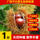 廣西桂林特產(chǎn)新鮮板栗 現(xiàn)摘現(xiàn)發(fā)有機(jī)栗仁 糖炒栗子 生鮮水果 老樹板栗 顆顆大果 1斤
