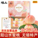京地達陽山水蜜桃無錫水蜜桃特產(chǎn)8枚單果250g+新鮮桃子水果禮盒源頭直發(fā)