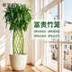 植男植女富貴竹觀音竹籠轉(zhuǎn)運(yùn)客廳大型綠植盆栽室內(nèi)辦公室開業(yè)喬遷源頭直發(fā)