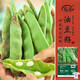 壽禾 油豆角種子苗東北寬蕓豆春季蔬菜種籽 將軍一點(diǎn)紅油豆種子50粒