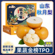 閩域?qū)r山東萊陽(yáng)秋月梨當(dāng)季新品羊脂老樹(shù)秋月梨整箱送禮水果秋月梨 【送禮推薦禮盒裝】【7斤 約7-9個(gè)】?jī)糁?斤 【梨子愛(ài)好者首選】