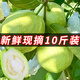 新鮮芭樂(lè )水果包郵白心硬番石榴軟心當季整箱10斤應季時(shí)令鮮果生鮮 5斤