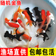 彌翠園金魚(yú)觀(guān)賞魚(yú)冷水耐活招財寵物魚(yú)鴻運當頭紅獅子頭丹頂紅草金錦鯉魚(yú) 6-8厘米隨機金魚(yú)5條【五福臨門(mén)】