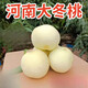 河南太行冬桃大白桃網(wǎng)紅丑桃爆炸桃金秋紅蜜桃子脆甜蜜桃映霜紅雪 5斤 托盤(pán)獨立包裝