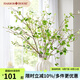 Harbor House美式家居仿真樺樹枝裝飾假花仿真綠植枝葉客廳臥室軟裝飾品 Birch 仿真樺樹枝 1支