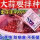 鑫圭大蒜拌種劑大蒜拌種專(zhuān)用拌種劑催芽促長(cháng)殺地蟲(chóng)防根腐專(zhuān)用藥不傷蒜 5袋【可拌250斤蒜】無(wú)蟲(chóng)-無(wú)病-高產(chǎn)