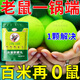老鼠驅趕神器克星樟腦丸驅鼠丸防老鼠抓滅鼠家用藥室內一窩端 80㎡ 蟲(chóng)鼠趨避丸10粒裝
