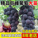 歐悟 特大巨峰葡萄樹苗 無籽葡萄苗庭院陽臺盆栽地栽果樹苗南北方種植 巨峰【8年苗-結(jié)果多】