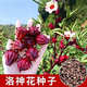 杭賢精選洛神花種子紅桃K玫瑰茄洛神葵山茄食用泡茶室外庭院易種 洛神花種子【300?！? title=
