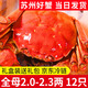 【活蟹】龍行大閘蟹現(xiàn)貨 鮮活螃蟹六月黃公母河蟹水產(chǎn)海鮮禮盒裝 全母蟹2.0-2.3兩  12只