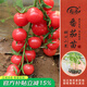 壽禾 蔬菜苗活苗帶土發(fā)貨大全菜苗種苗秋冬各種秧苗山東壽光苗子陽臺 圓果甜心圣女果苗 6棵