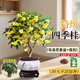 臨雅四季桂花盆栽樹(shù)苗濃香型新中式盆景矮樁綠植桌面辦公室內盆栽植物 特級四季桂花4年苗（40-50cm）+鳥(niǎo)語(yǔ)花香盆