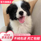 朵蔓純種邊牧幼犬隕石邊境牧羊犬黑白邊牧三通七白金邊牧高智商寵物狗 血統(tǒng)級(jí) 黑白邊牧 公
