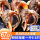 漁哥戲魚海螺青島鮮活大號海螺中號海螺小海螺特大海螺肉【鮮活發(fā)貨】 大海螺 1000g 12-16只