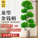 臨雅金錢(qián)榕大盆栽室內大型盆景招財金錢(qián)樹(shù)客廳辦公室搖錢(qián)樹(shù)發(fā)財樹(shù)四季 龍形金錢(qián)榕0.6-0.9m+聚寶樹(shù)脂盆